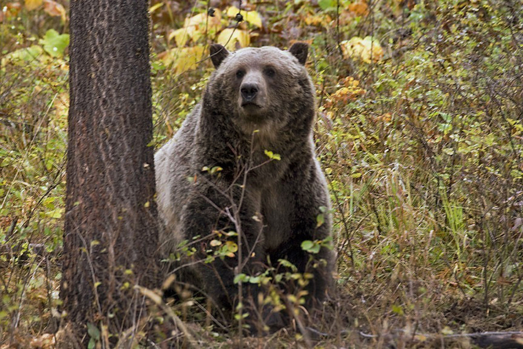 Hunting Grizzlies-Congress (copy)